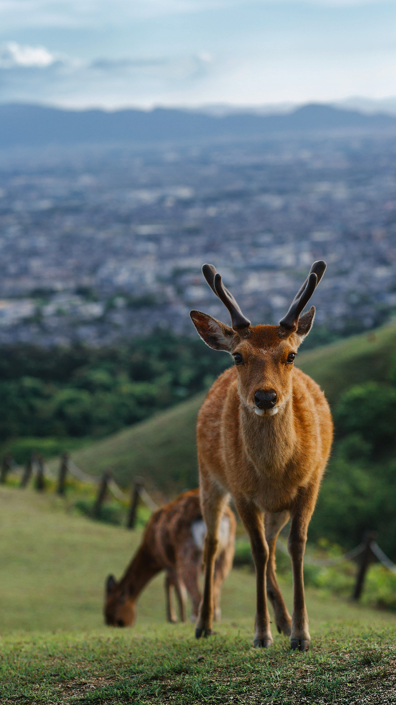 Wakakusa Mount, Nara