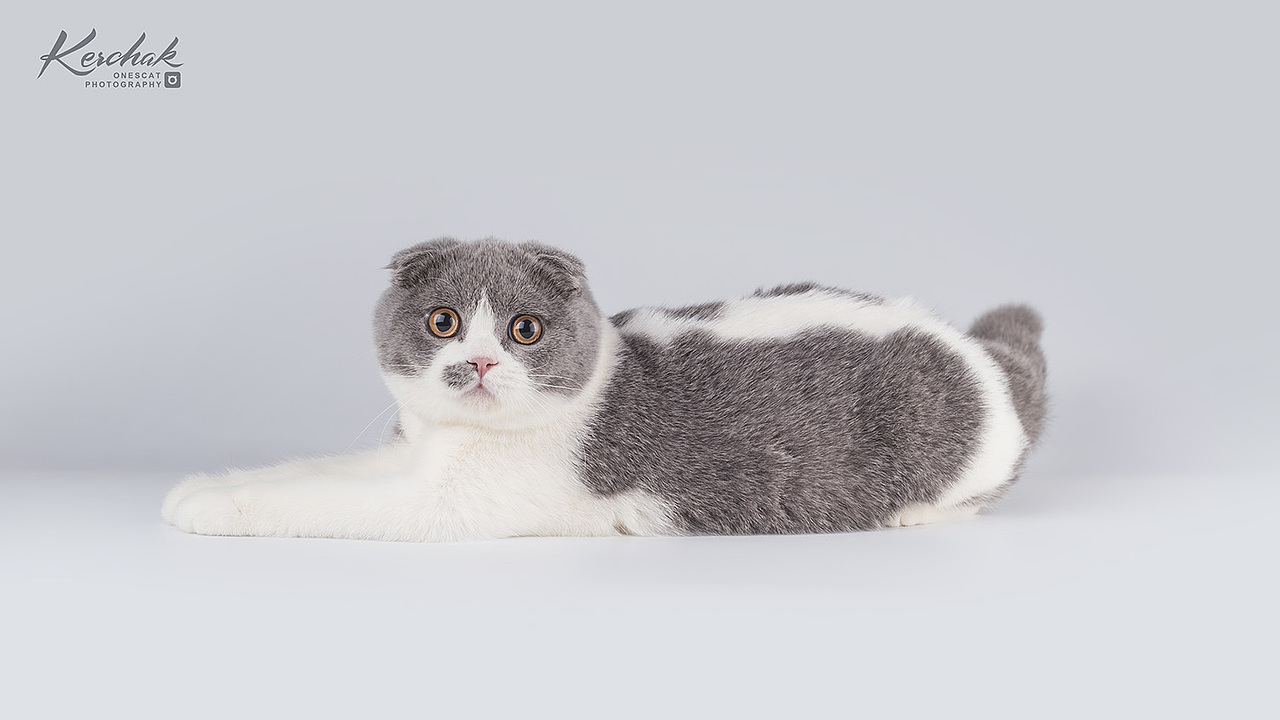 Cute Kitten【克查原创作品26】