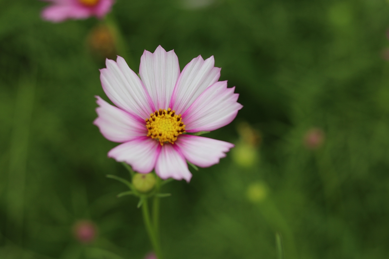 花海（图ZMTMzMjE0NzQw） - 风光摄影 - 站酷设计师梦醒时分sr原创素材 - 站酷ZCOOL
