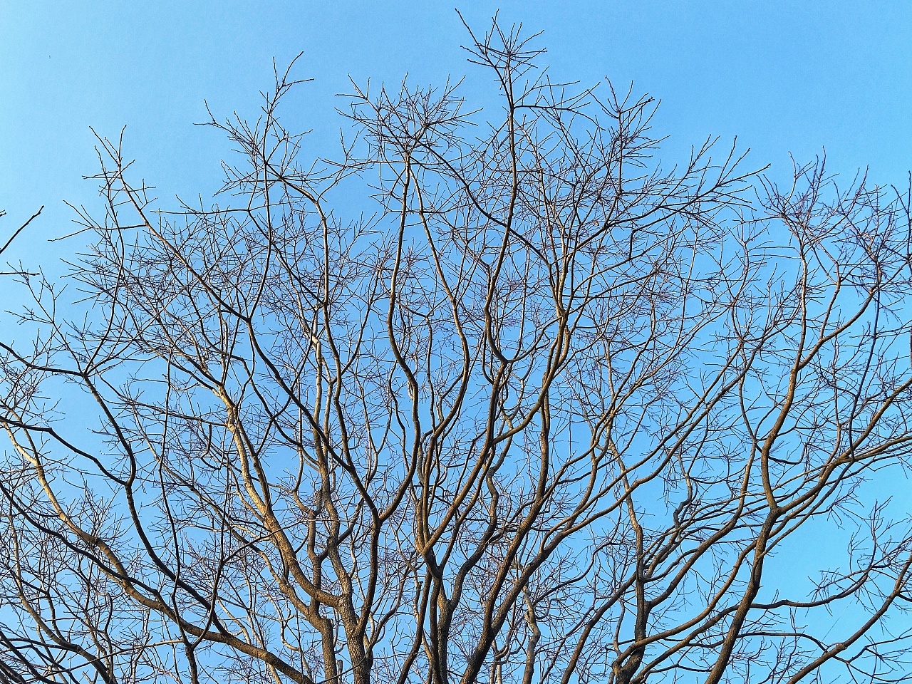 冬日暖阳雪地上的白桦林红叶高清图片下载-正版图片500534807-摄图网