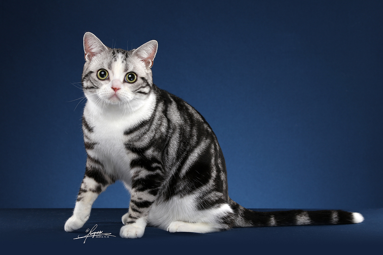 美国短毛猫amyworks,拍摄于厦门