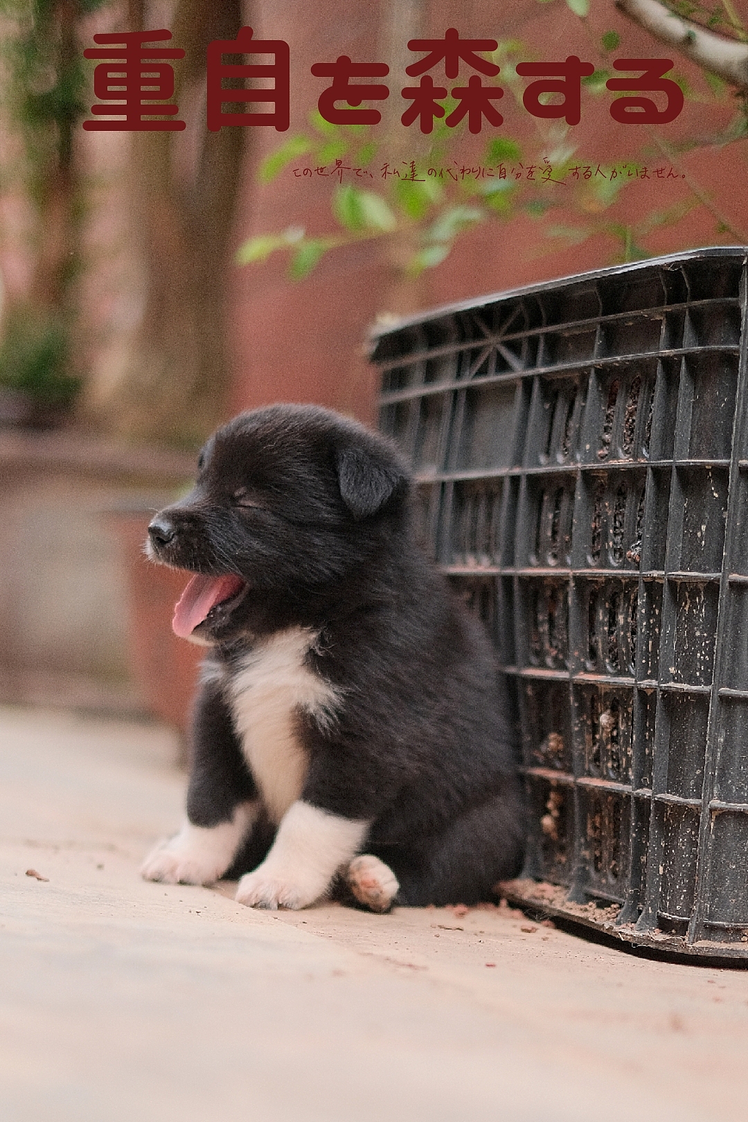 宠物中华田园犬小奶狗