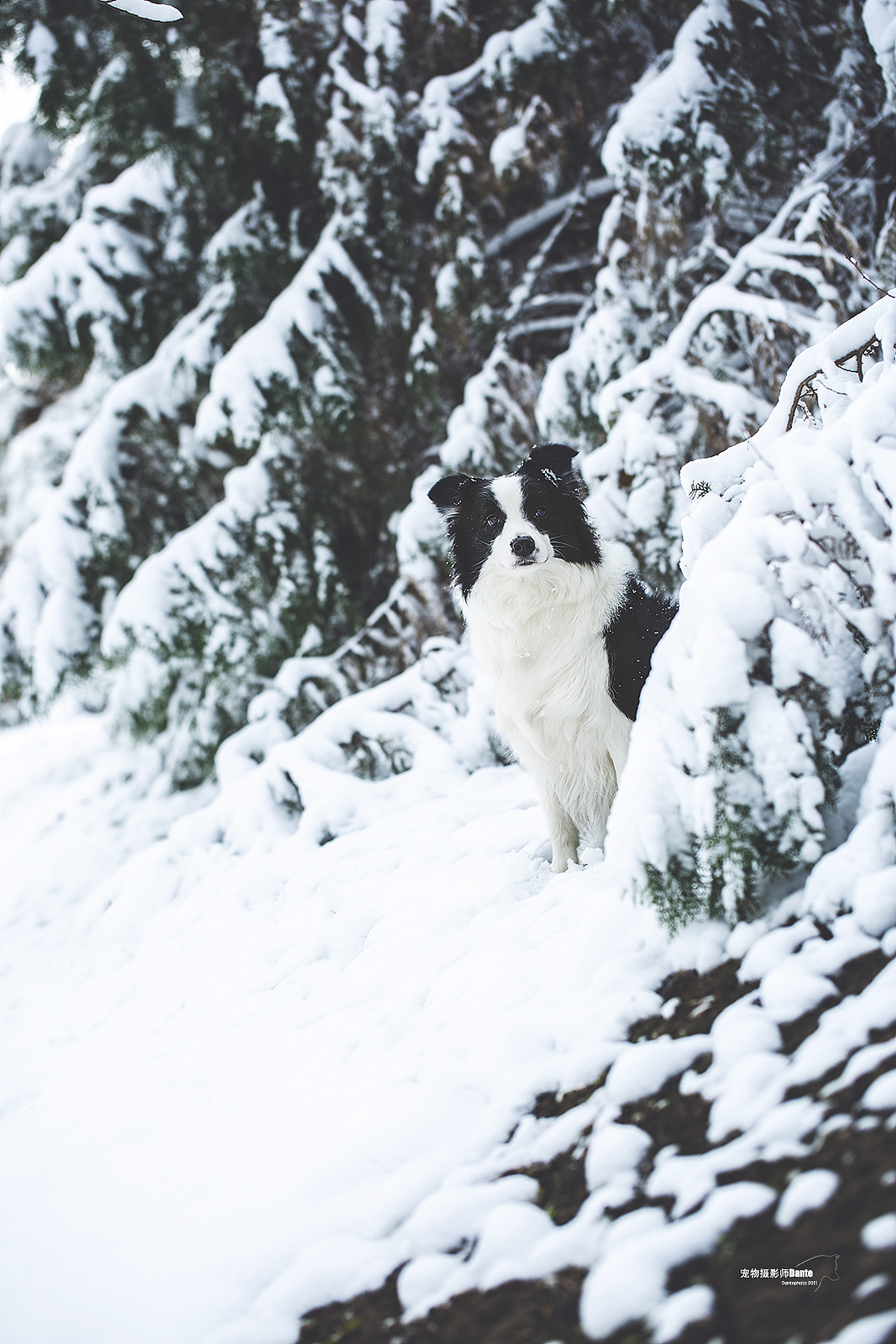 雪景边牧（图ZMjgwNTM3NjA4） - 宠物摄影 - 站酷设计师dantephoto原创素材 - 站酷ZCOOL