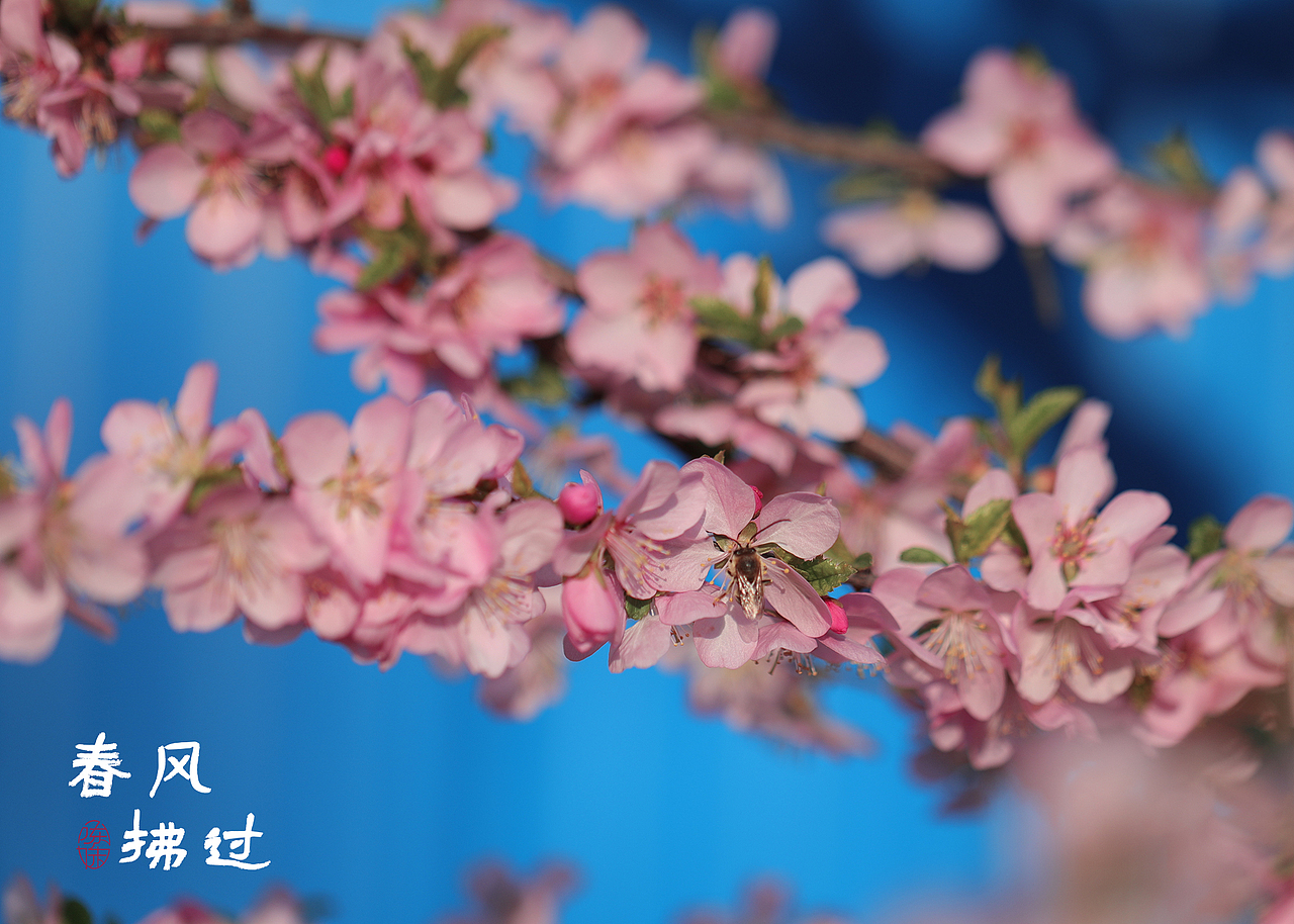 春风拂过 万物向荣（图ZMjk1NjQxOTY4） - 风光摄影 - 站酷设计师木林森15原创素材 - 站酷ZCOOL