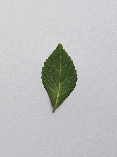 Dancing Leaves (GIF)（图ZNzU5NzA0OA==） - 产品摄影 - 站酷设计师一粒渣渣原创素材 - 站酷ZCOOL