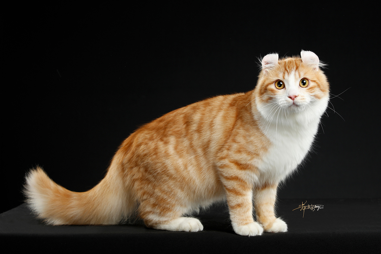 美国卷耳猫|摄影|宠物摄影|amyworks赛猫摄影 - 原创作品 - 站酷 (zco