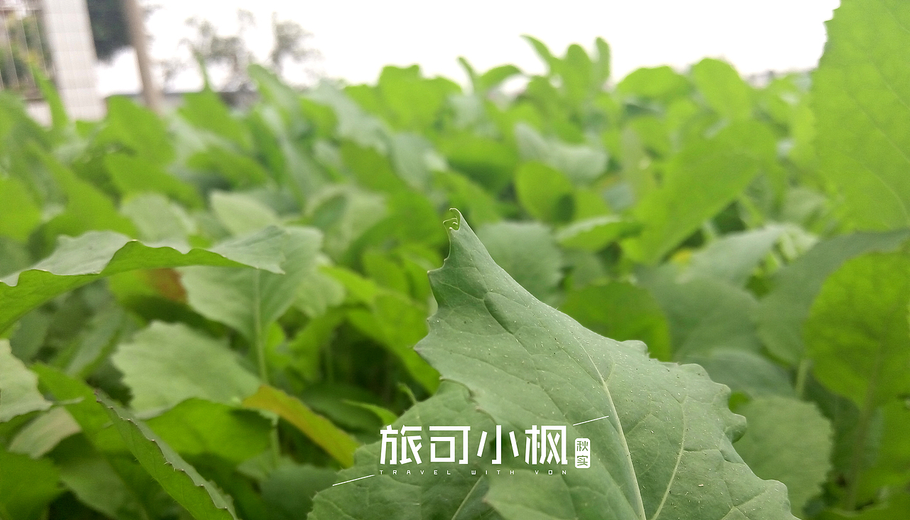 春华秋实,秋天的华美转身,周末用手机摄影拍下身边的美