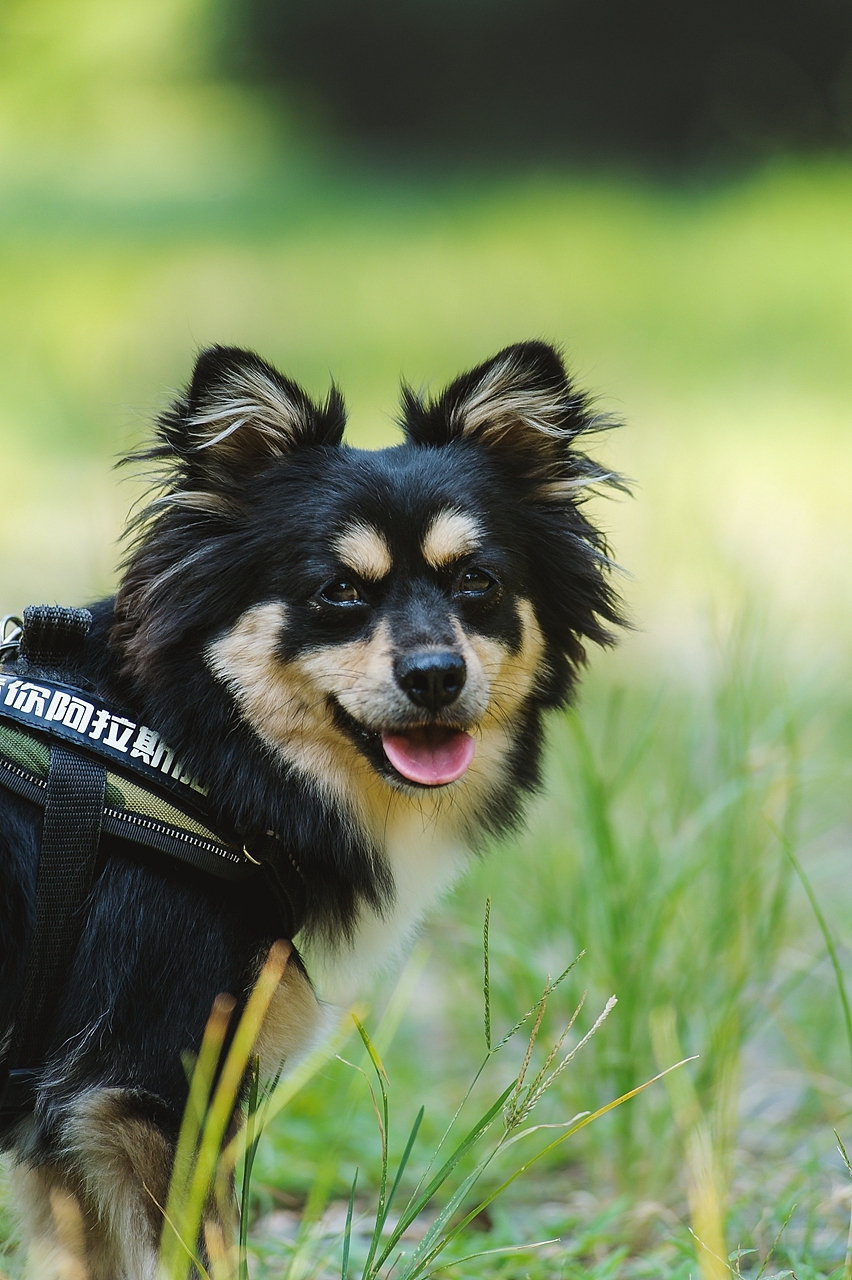 【纪实宠物摄影】