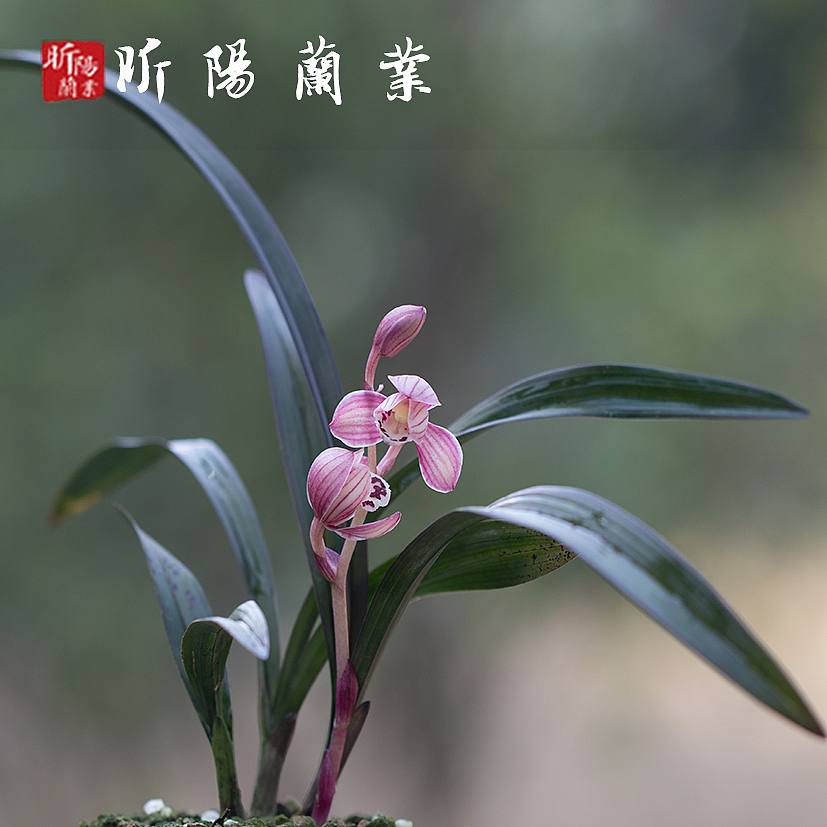 建兰—红草红荷（图ZMjI3NzY0ODEy） - 产品摄影 - 站酷设计师立尚原创素材 - 站酷ZCOOL