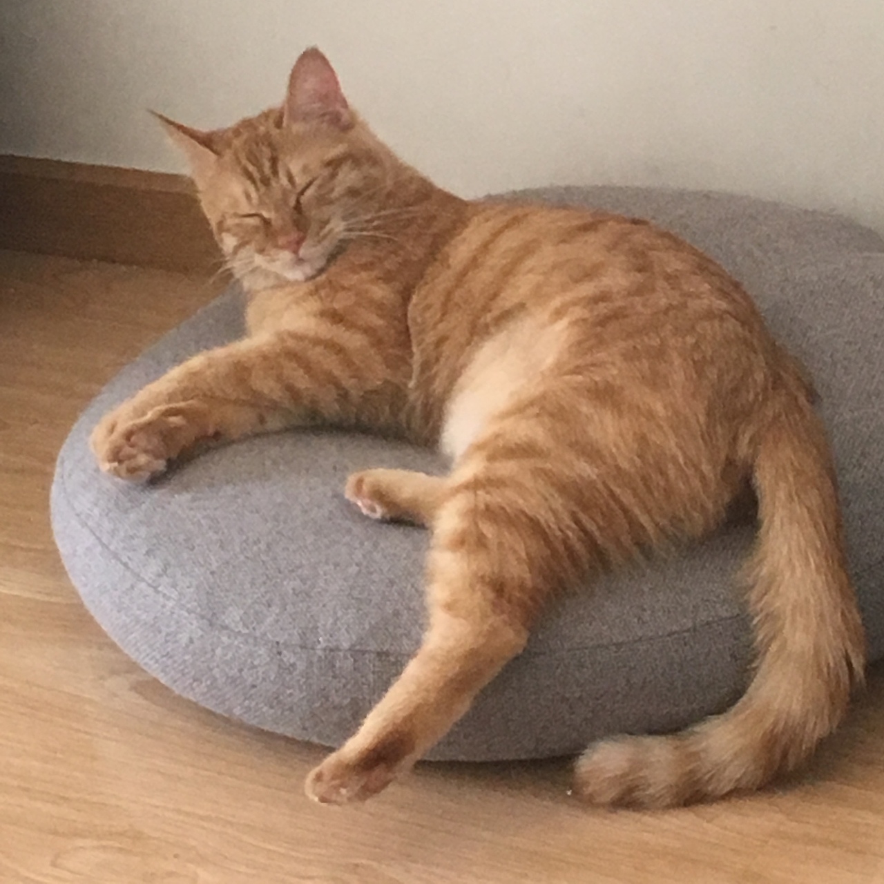 菜刀眼黄豆芽的日常（图ZODEwMzcxNTY=） - 宠物摄影 - 站酷设计师violasean原创素材 - 站酷ZCOOL