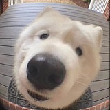 壹个射鸡师的头像