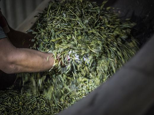 云南茶叶拍摄记-从茶树到茶叶的经历。
