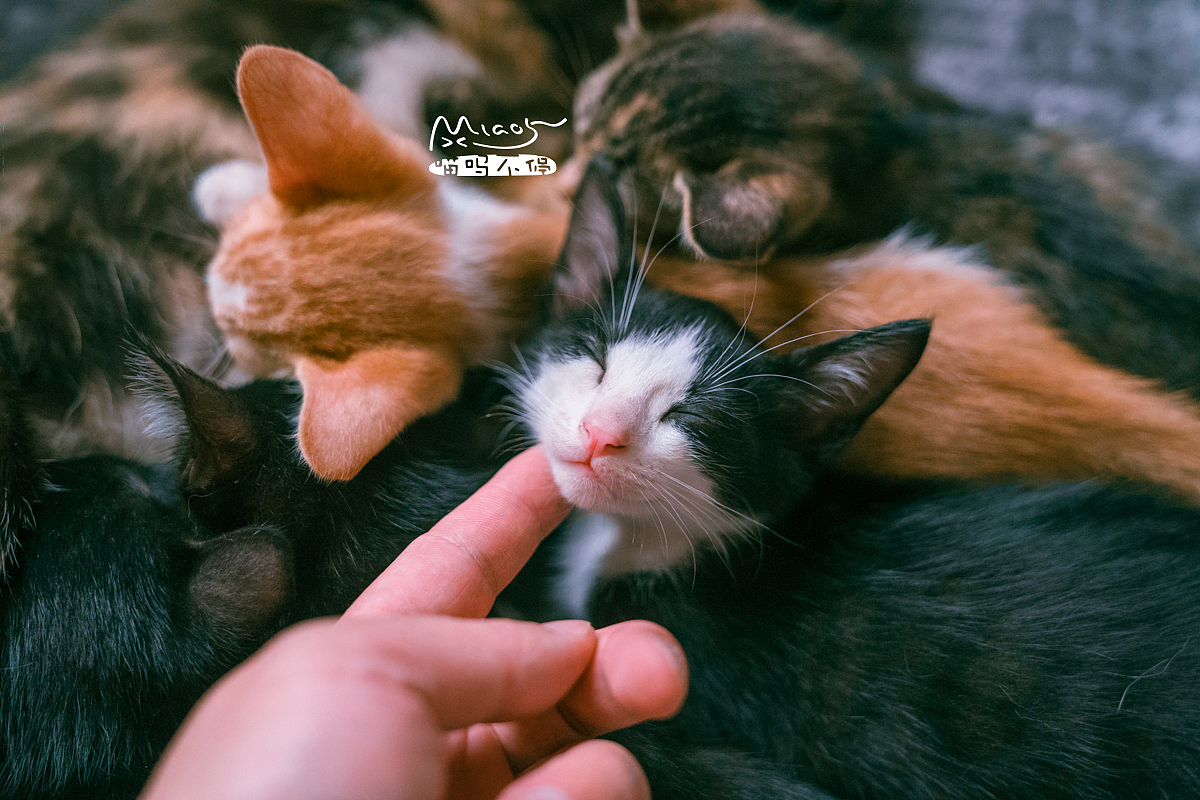 朋友家收养的奶猫们毕业啦（图ZOTAyMTAyOTY=） - 宠物摄影 - 站酷设计师喵呜不停原创素材 - 站酷ZCOOL