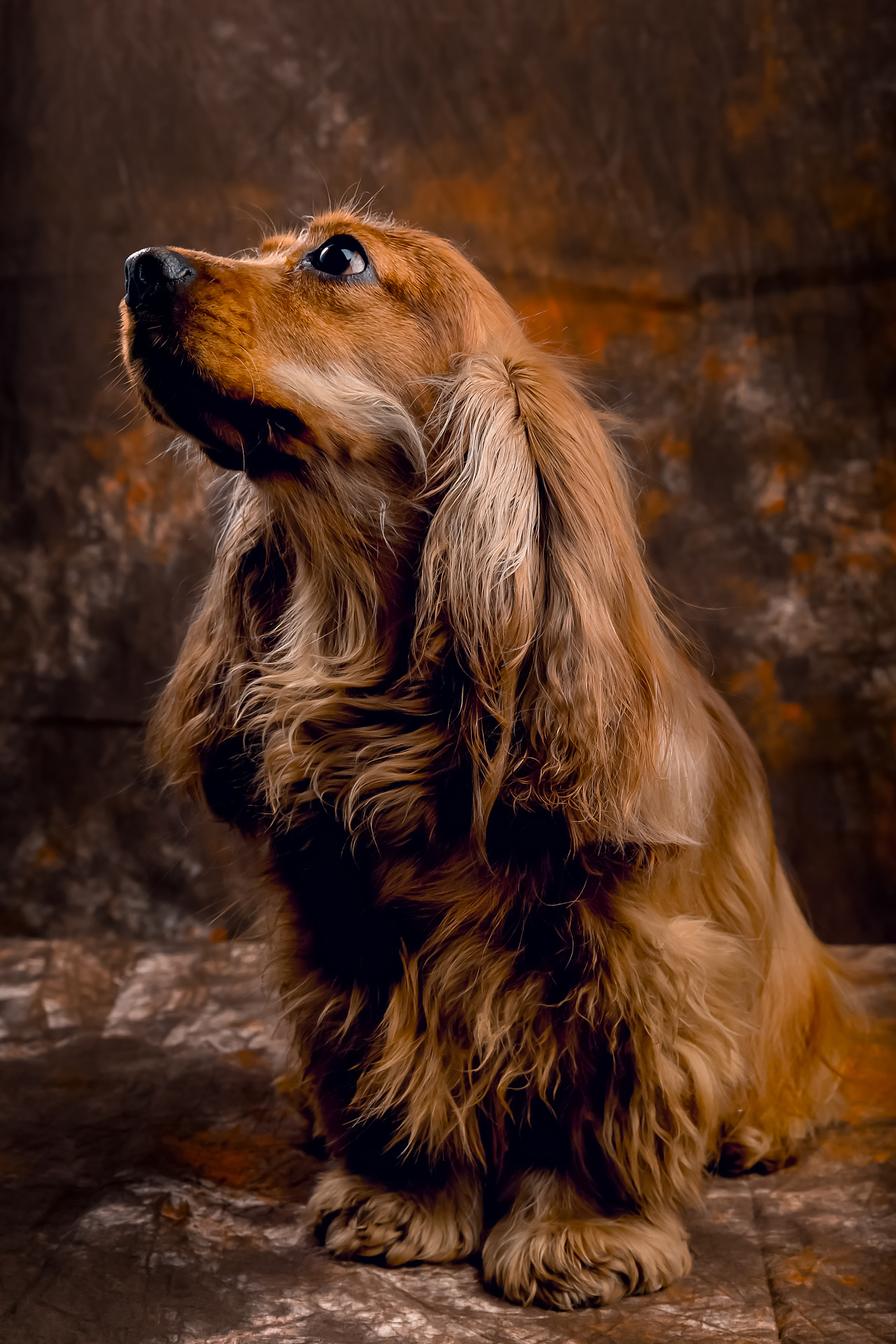 可卡犬天生一副忧愁的面孔 - 原创作品 - 站酷(zcool)