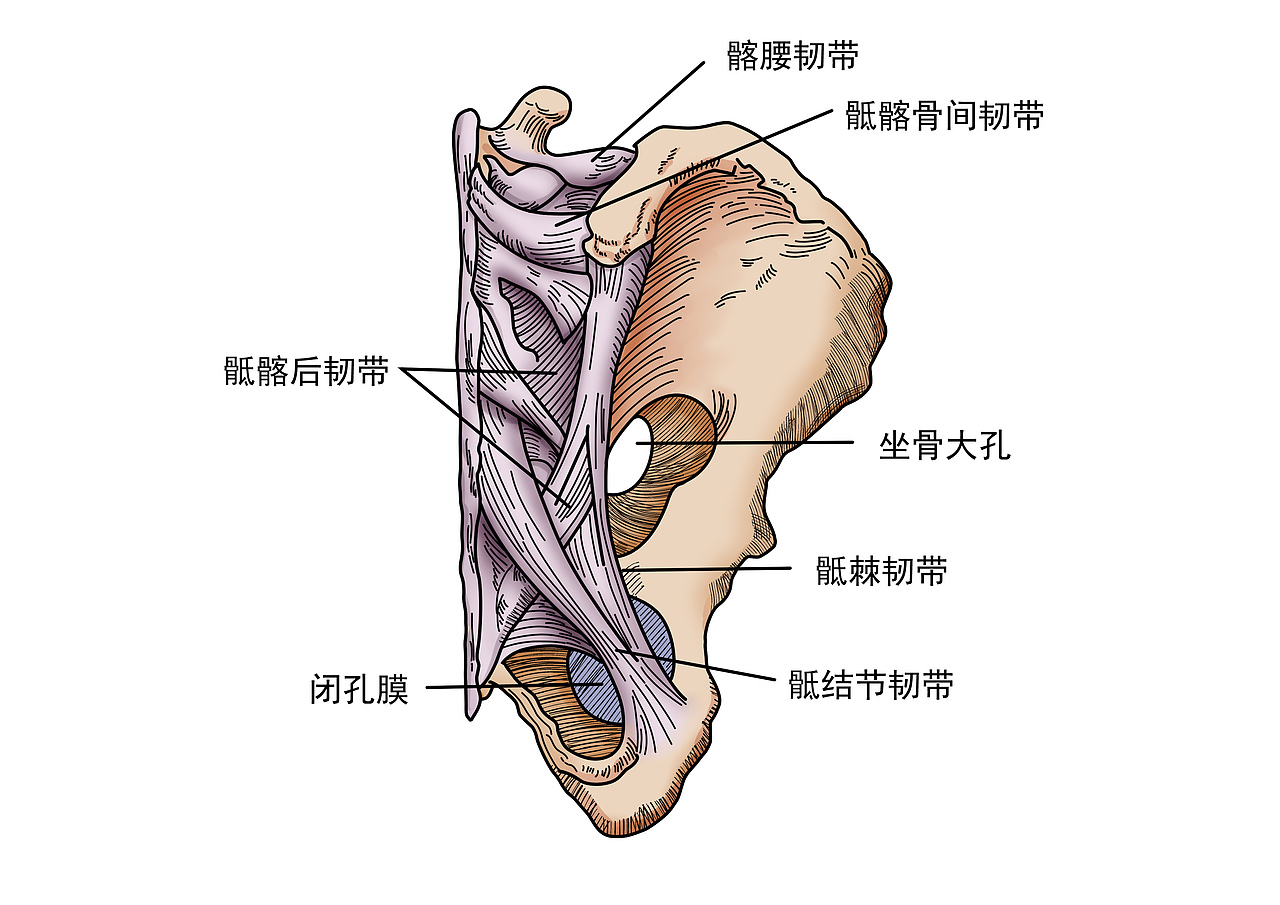医学人体器官插图（图ZMjgxMjA4NzQ4） - 绘本 - 站酷设计师柳织夏原创素材 - 站酷ZCOOL