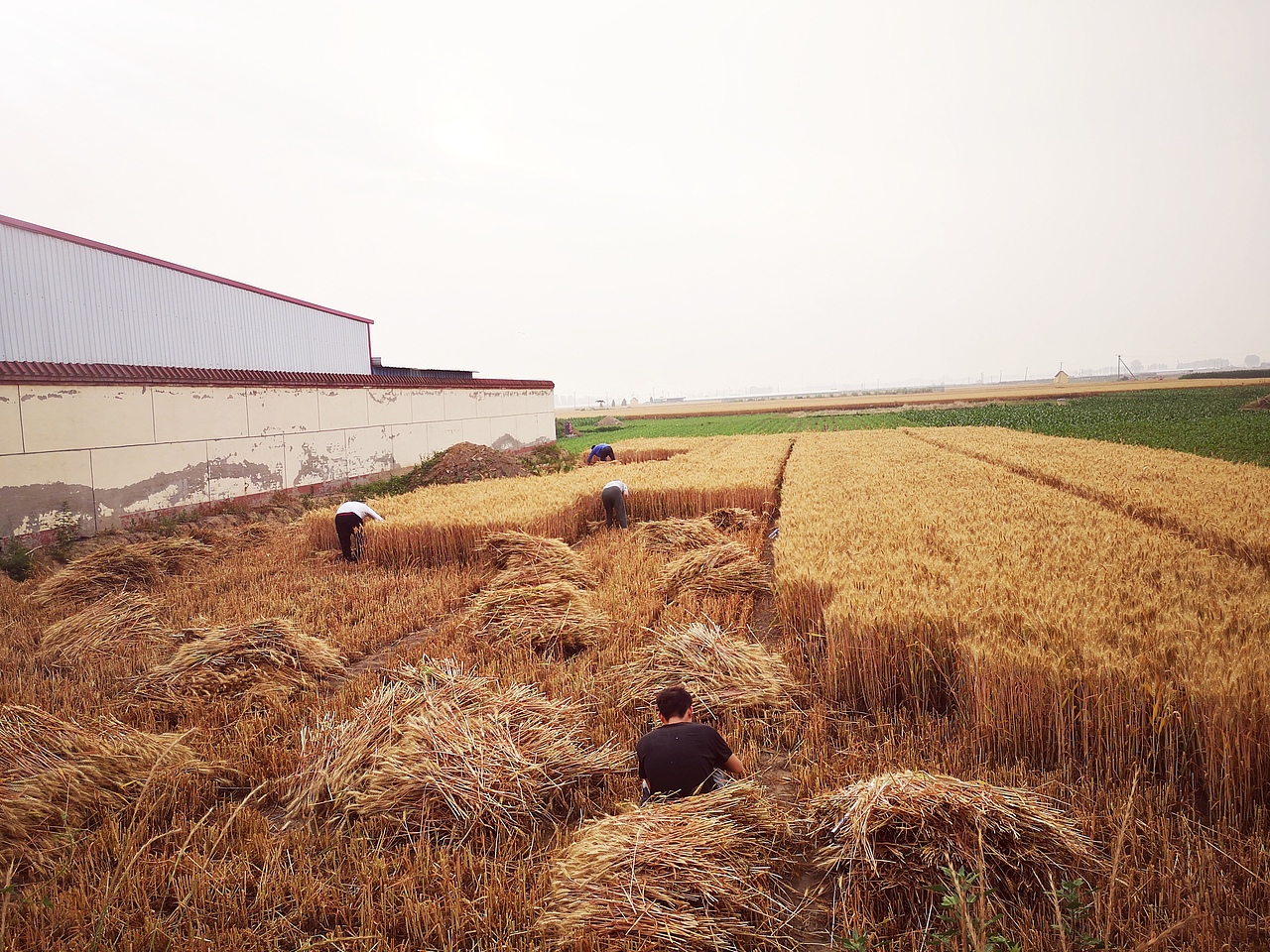 秋收 割麦（图ZMjU4Nzg4NzIw） - 风光摄影 - 站酷设计师司马叮当玩尼康原创素材 - 站酷ZCOOL