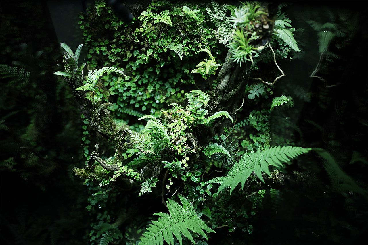雨林造景 ‧ 来自安第斯山的私语