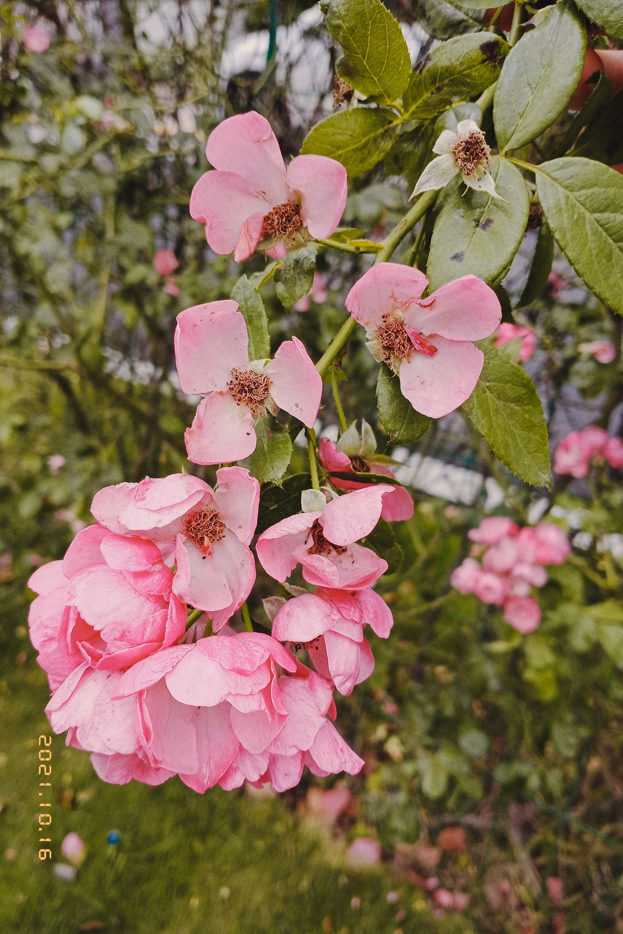 手机里的胶片（图ZMjg0MjU2Njgw） - 风光摄影 - 站酷设计师狮鱼原创素材 - 站酷ZCOOL