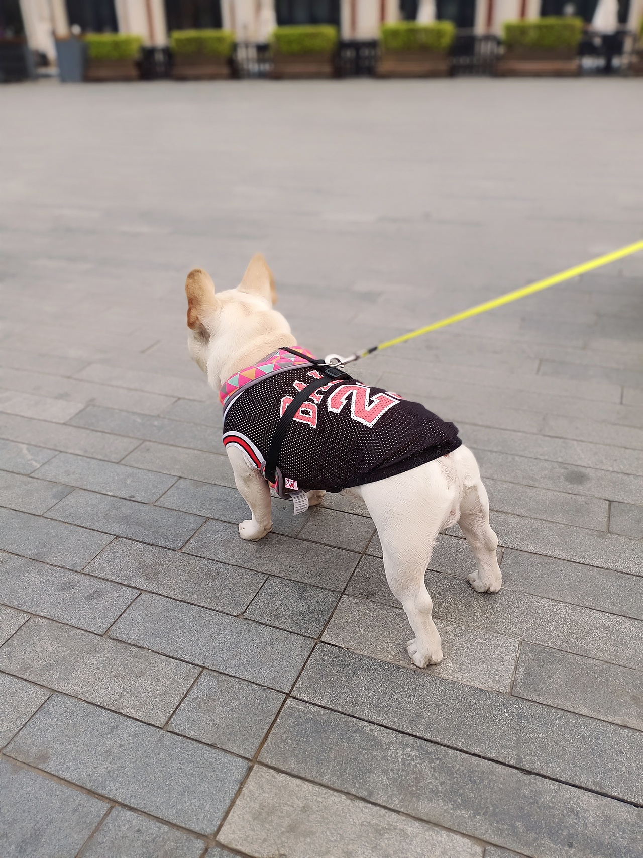 动物（图ZMTU0MjQzMTM2） - 宠物摄影 - 站酷设计师白苗原创素材 - 站酷ZCOOL