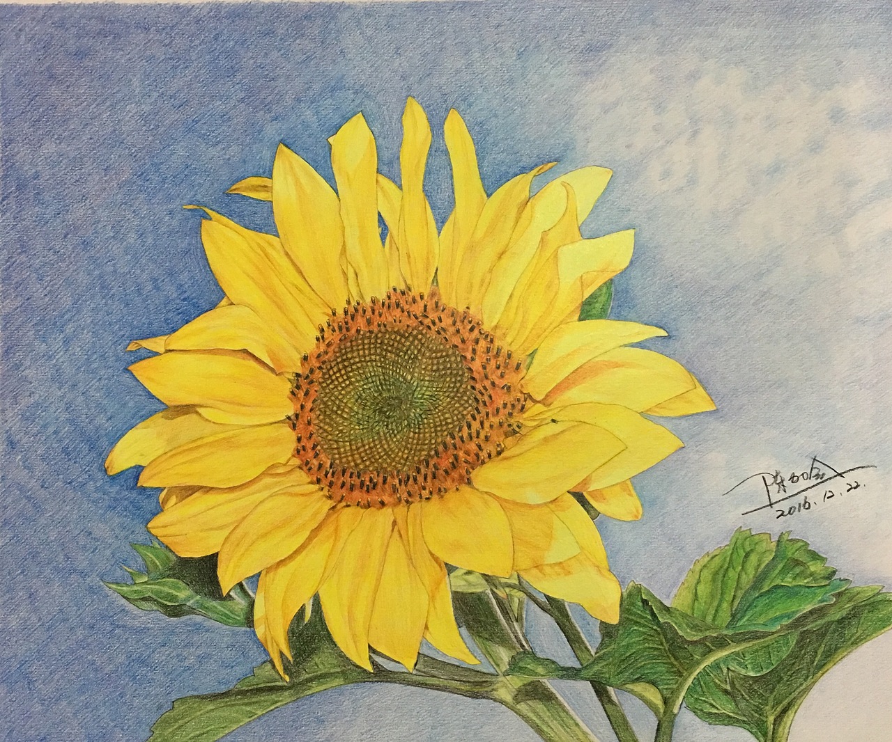 彩铅手绘_野百合也有春天9-站酷zcool