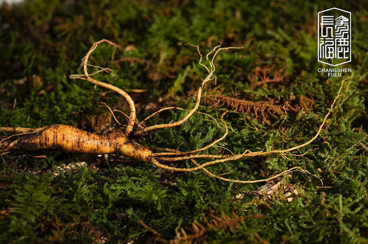 长参福鹿人参拍摄