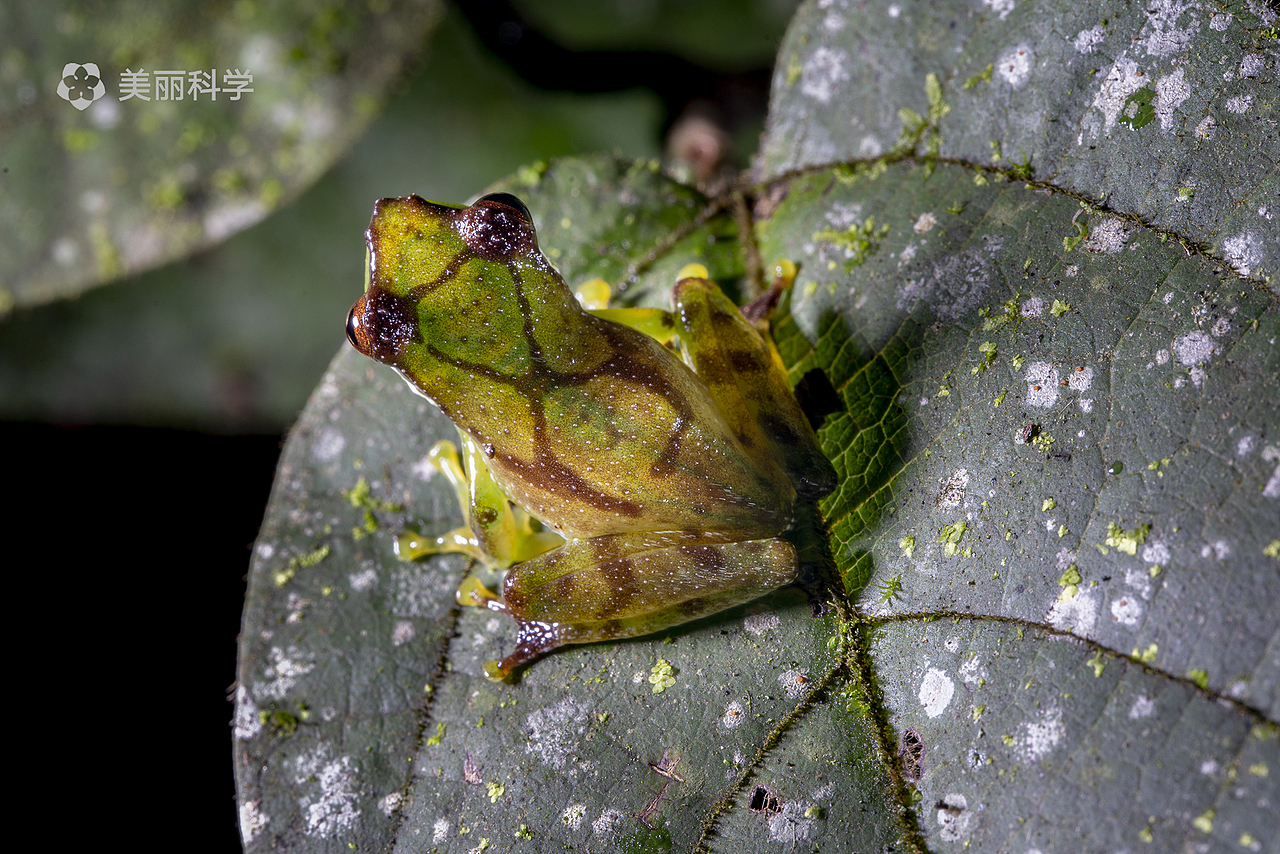 中国动物两爬之美丨峨眉髭蟾黑眼睑纤树蛙
