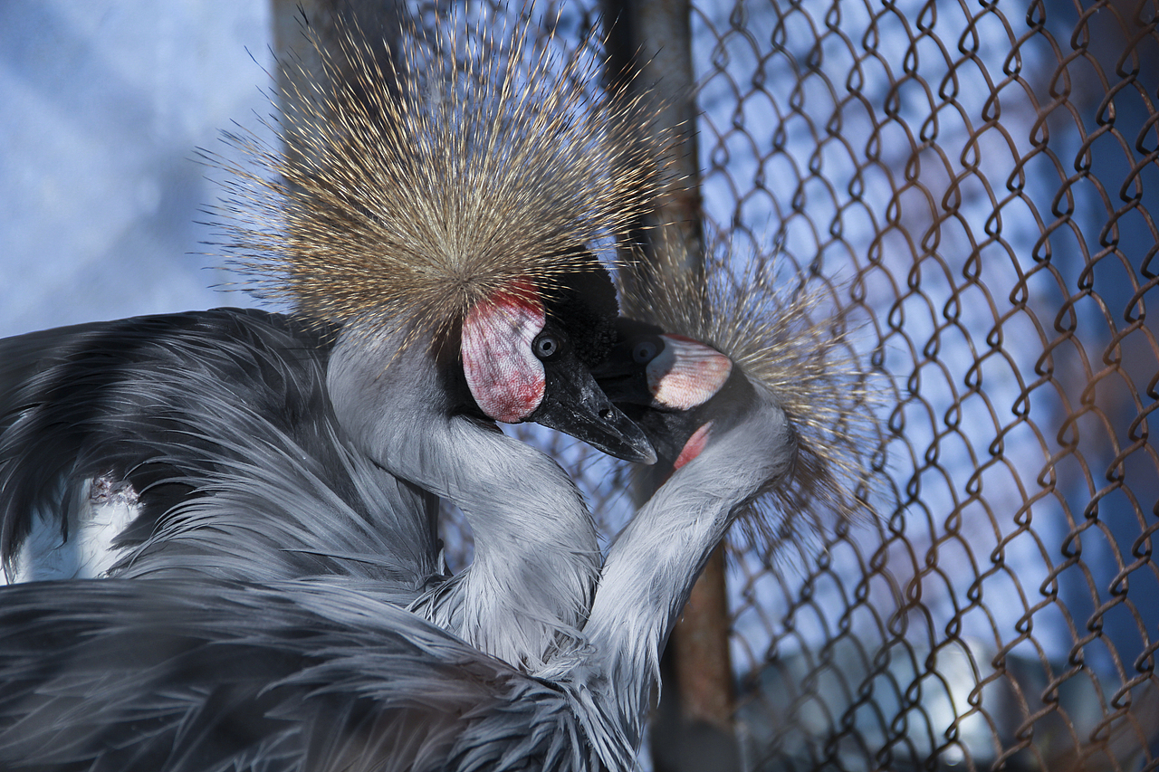 哈爾濱北方森林動物園（圖ZNzA5OTA1ODA=） - 風(fēng)光攝影 - 站酷設(shè)計師山山而川上的麥子原創(chuàng)素材 - 站酷ZCOOL