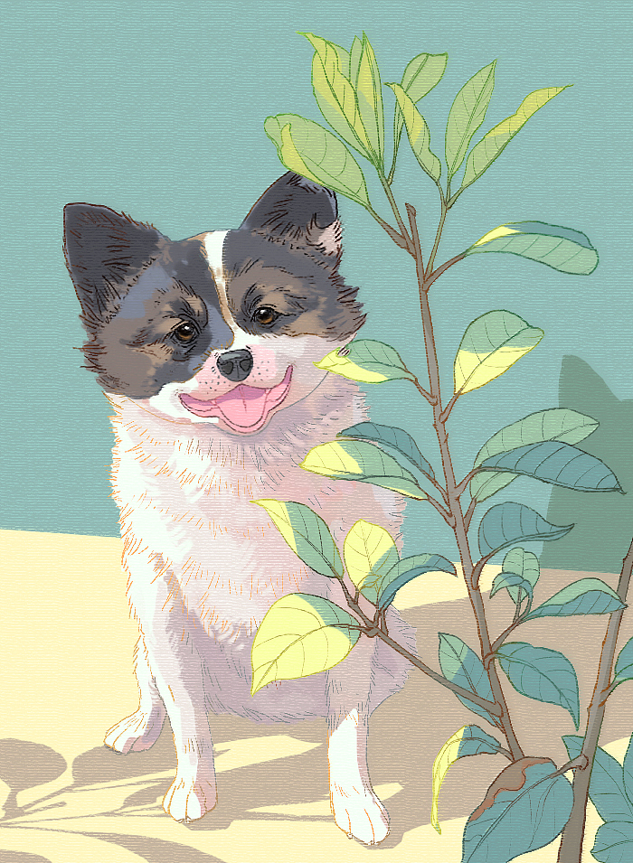 朋友1号，与世无争佛系白白