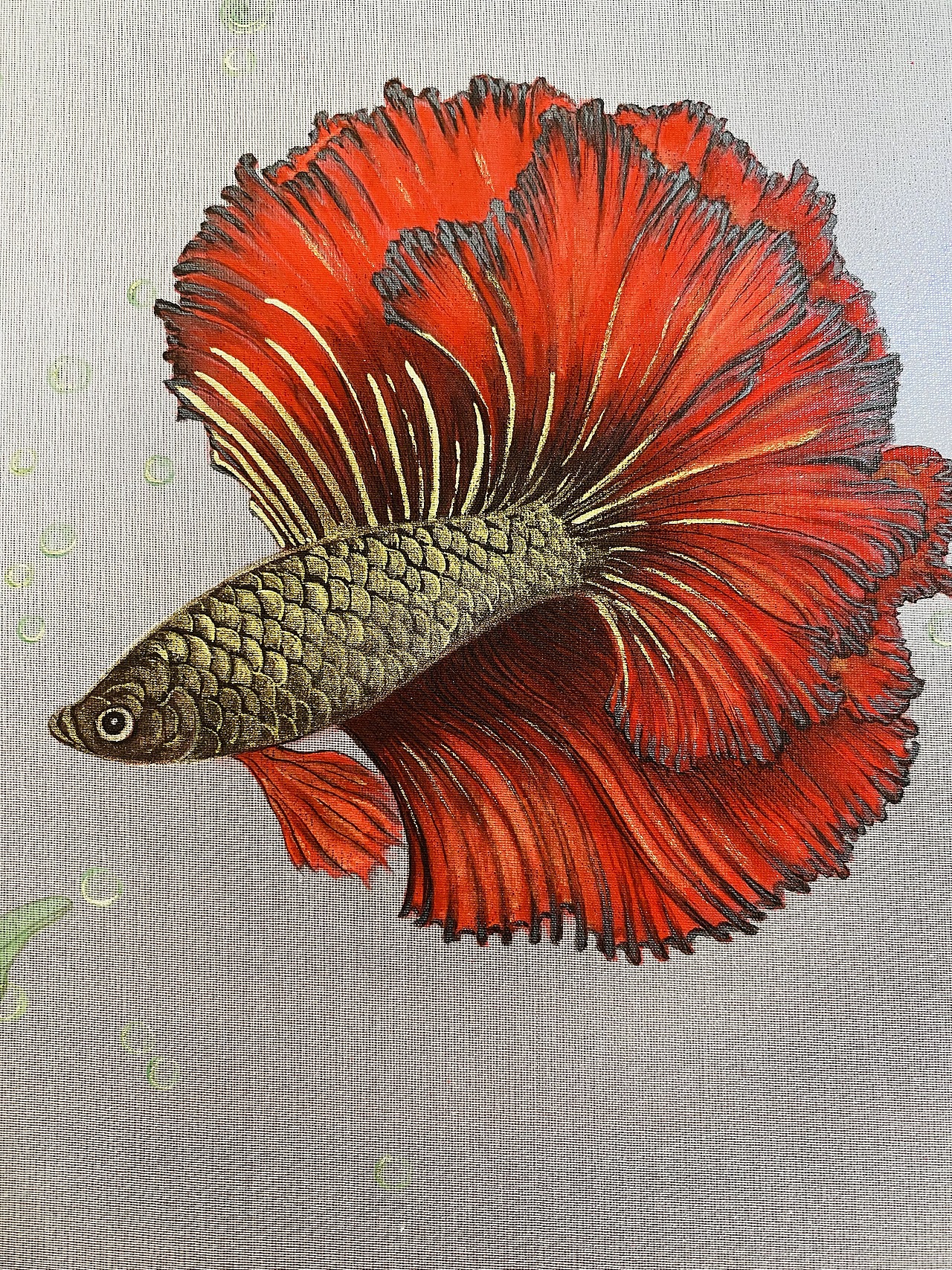工笔画斗鱼