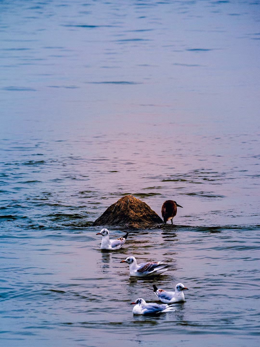 深圳湾西伯利亚的候鸟（图ZMzM0MjI0NzI0） - 人文/纪实摄影 - 站酷设计师放羊的阿鑫原创素材 - 站酷ZCOOL