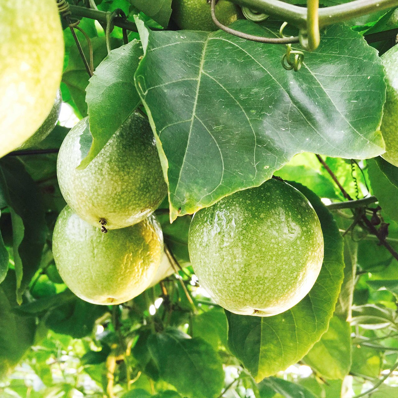 黃金百香果（圖ZMjAwNjkzNzc2） - 產(chǎn)品攝影 - 站酷設(shè)計師攝影潘婷原創(chuàng)素材 - 站酷ZCOOL