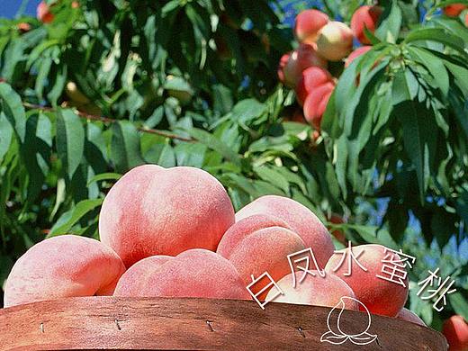 无锡阳山水蜜桃详情页（白凤+湖景）