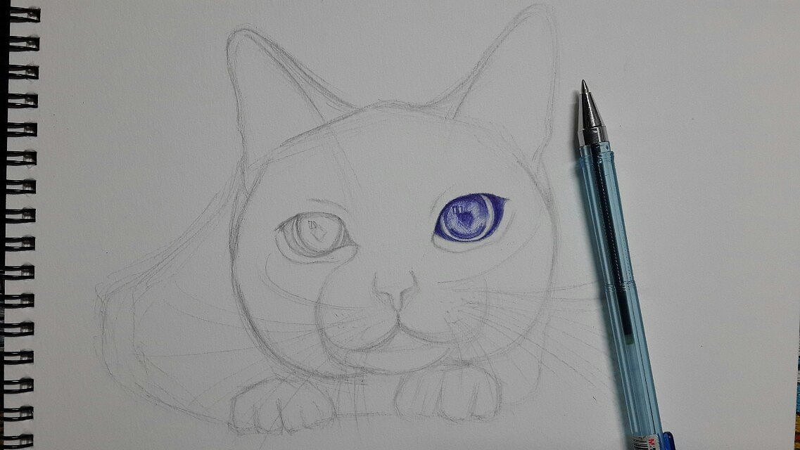 圆珠笔小猫。练习