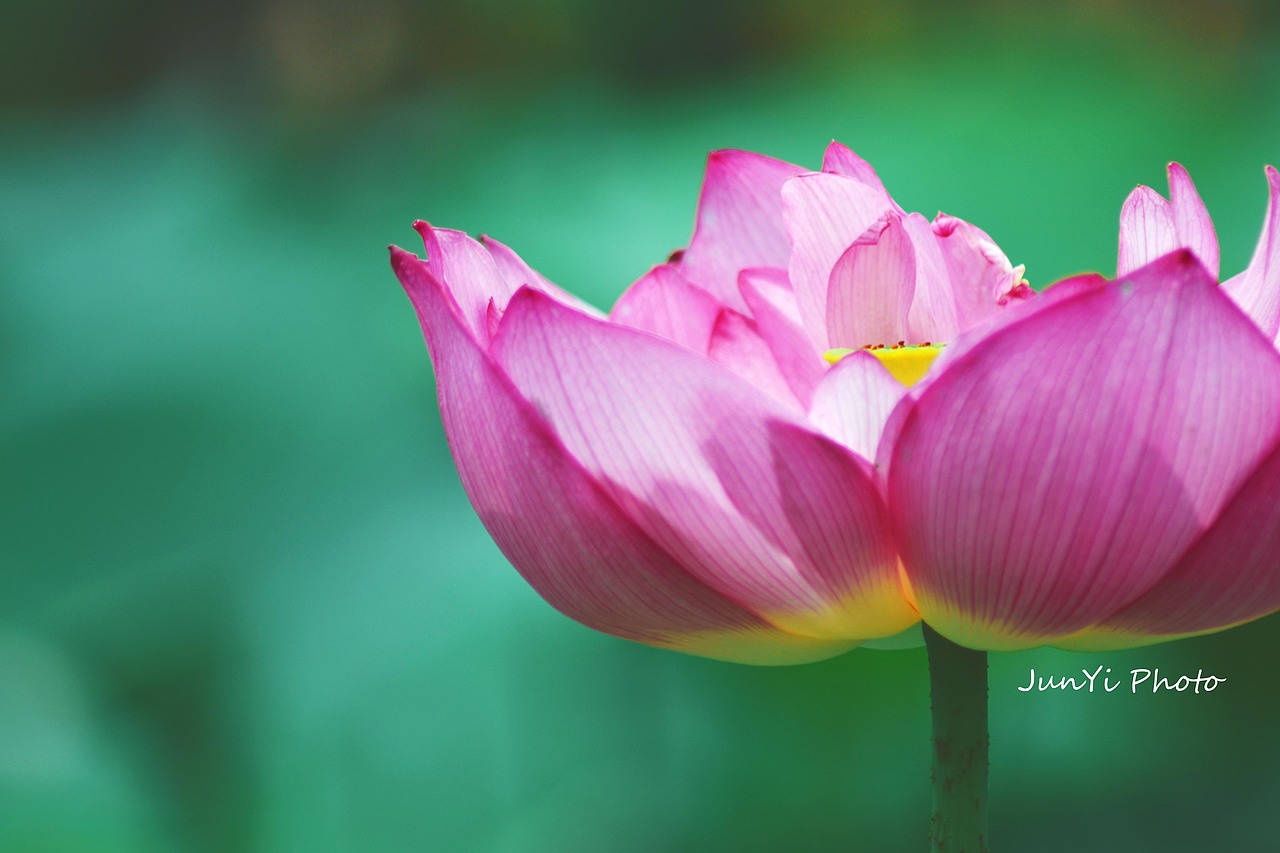 荷（图ZMTc2OTAzNTI=） - 风光摄影 - 站酷设计师wxgywjy原创素材 - 站酷ZCOOL