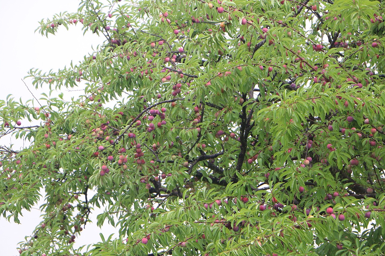 美好惬意的安徽之旅