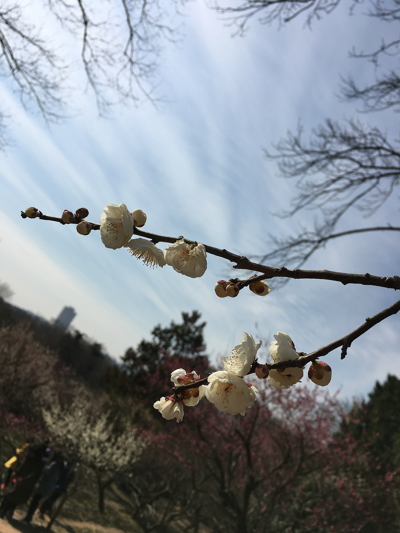 南京春游（图ZNzA4MDA1OTY=） - 风光摄影 - 站酷设计师圣马力诺的疯原创素材 - 站酷ZCOOL