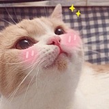 小c陈的头像