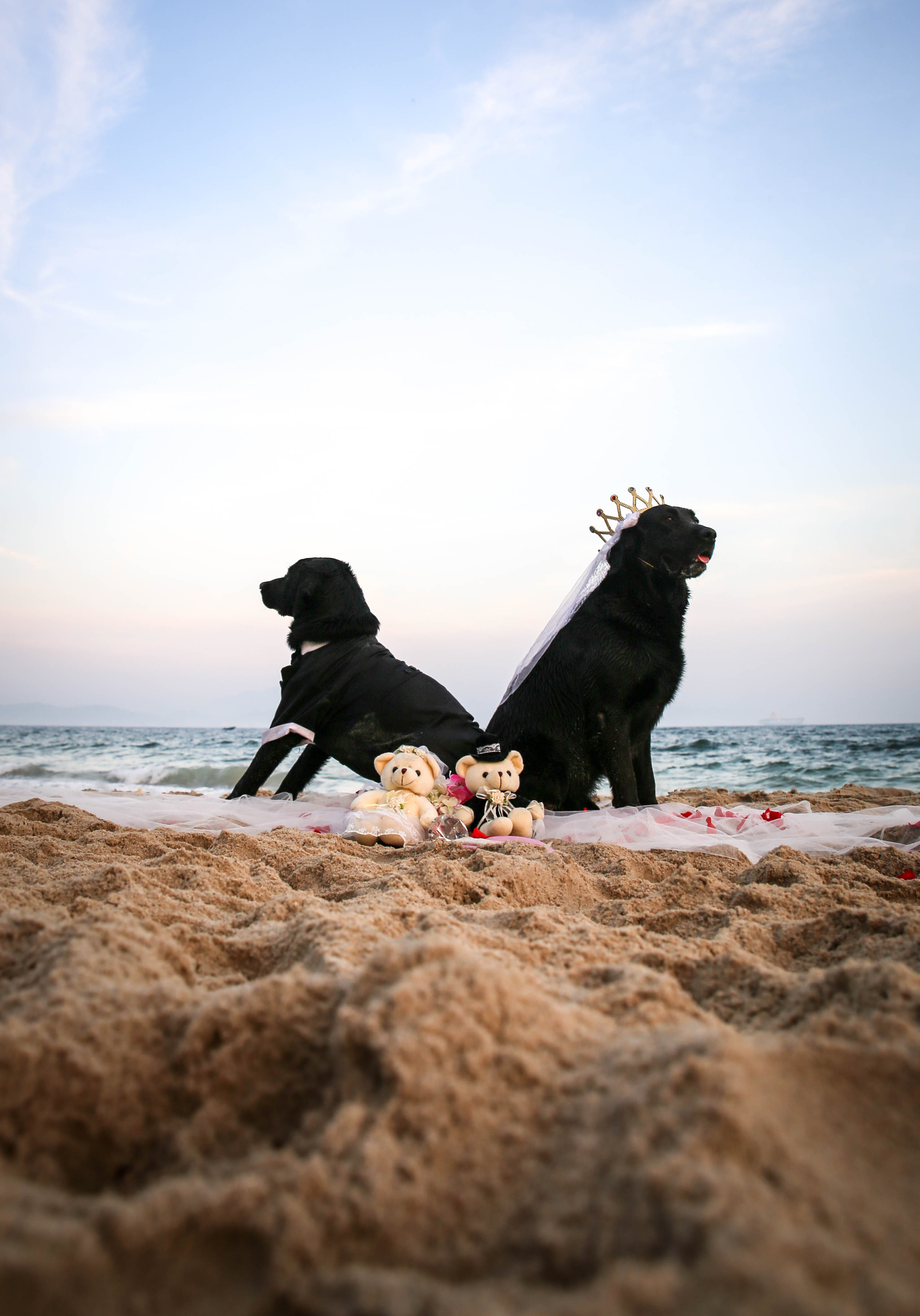 【i,pet宠物摄影】拉拉狗友深圳背仔角海边聚会