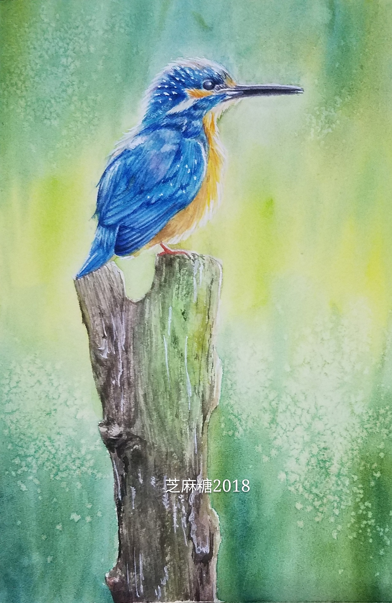 翠鸟水彩练习|插画|艺术插画|芝麻糖糖糖糖糖 - 临摹作品 - 站酷