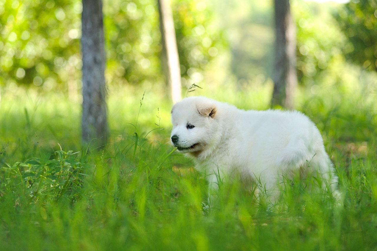 【均木纪实宠物摄影】记,一群松萨的奶汪们第一次郊游