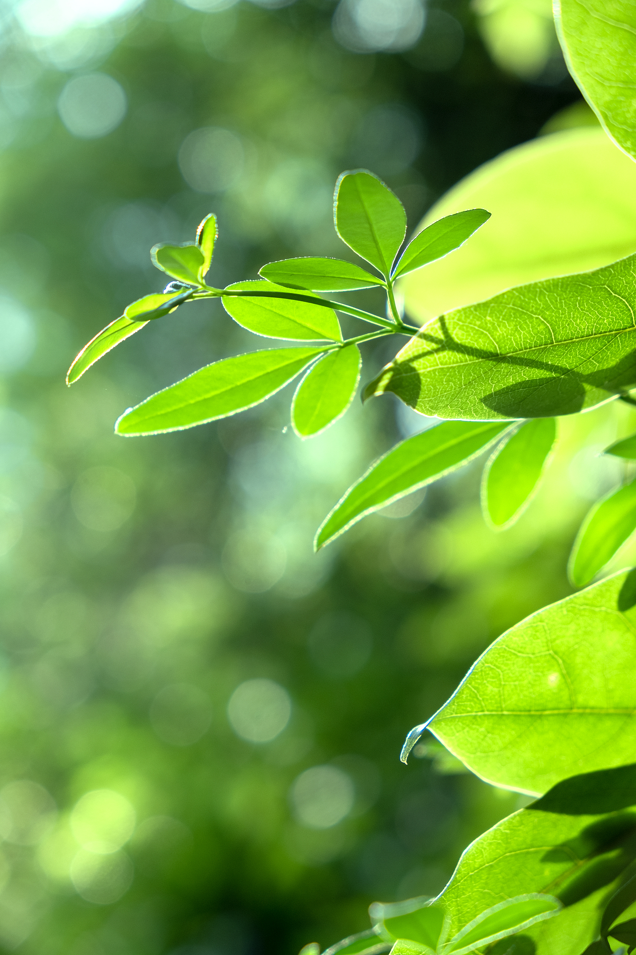 大自然之美|摄影|产品摄影|z40451666_原创作品-站酷zcool