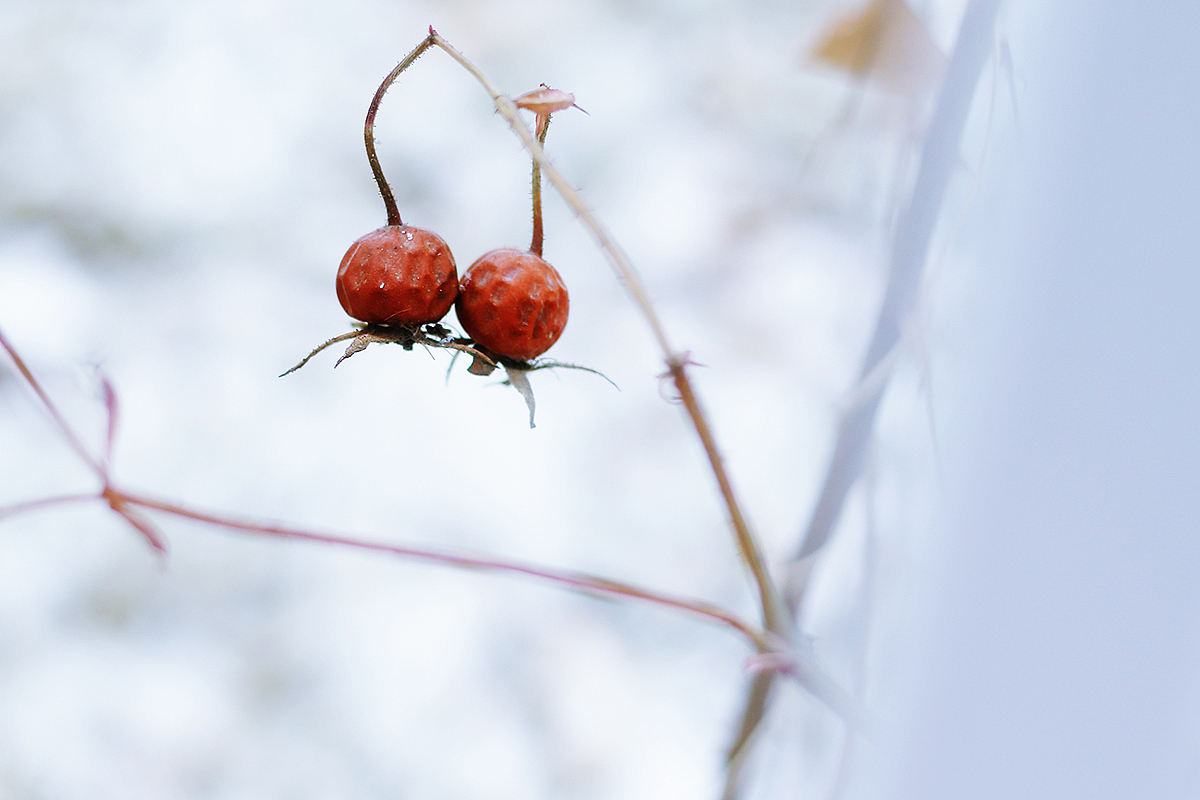 雪天的“画作”