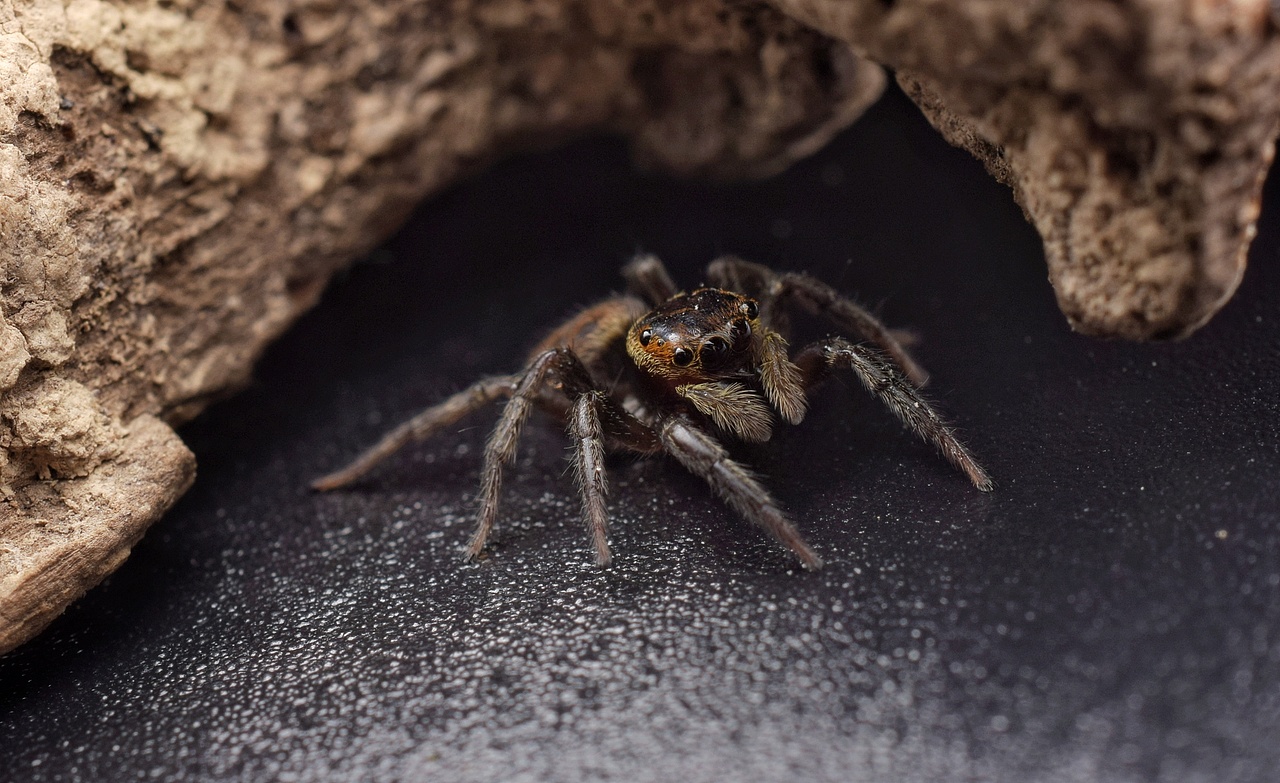 小跳蛛花蛤沙蛛