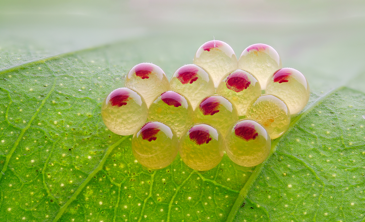 自然界赐予的各种糕点-可能还有点食欲（图ZMjY0MzQ3NTQw） - 其他摄影 - 站酷设计师瓜哥微距摄影原创素材 - 站酷ZCOOL