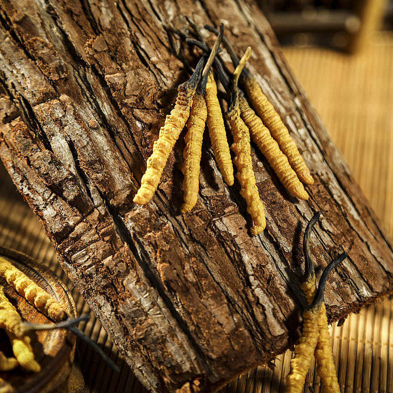 中药材拍摄 冬虫夏草（图ZMTA4ODkzOTc2） - 产品摄影 - 站酷设计师麦子186原创素材 - 站酷ZCOOL