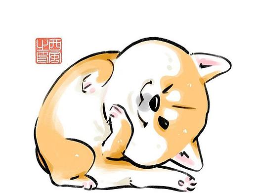 柴犬枸杞 肥美Q弹篇