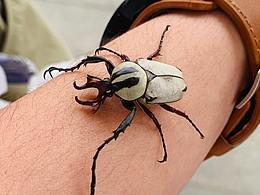 甜蜜的邂逅·美麗的花金龜·