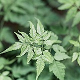 西瓜你好我是夏天的头像