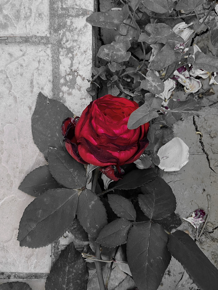 凋零的爱（图ZMzQwNjUxNTU2） - 风光摄影 - 站酷设计师_你不要命了原创素材 - 站酷ZCOOL