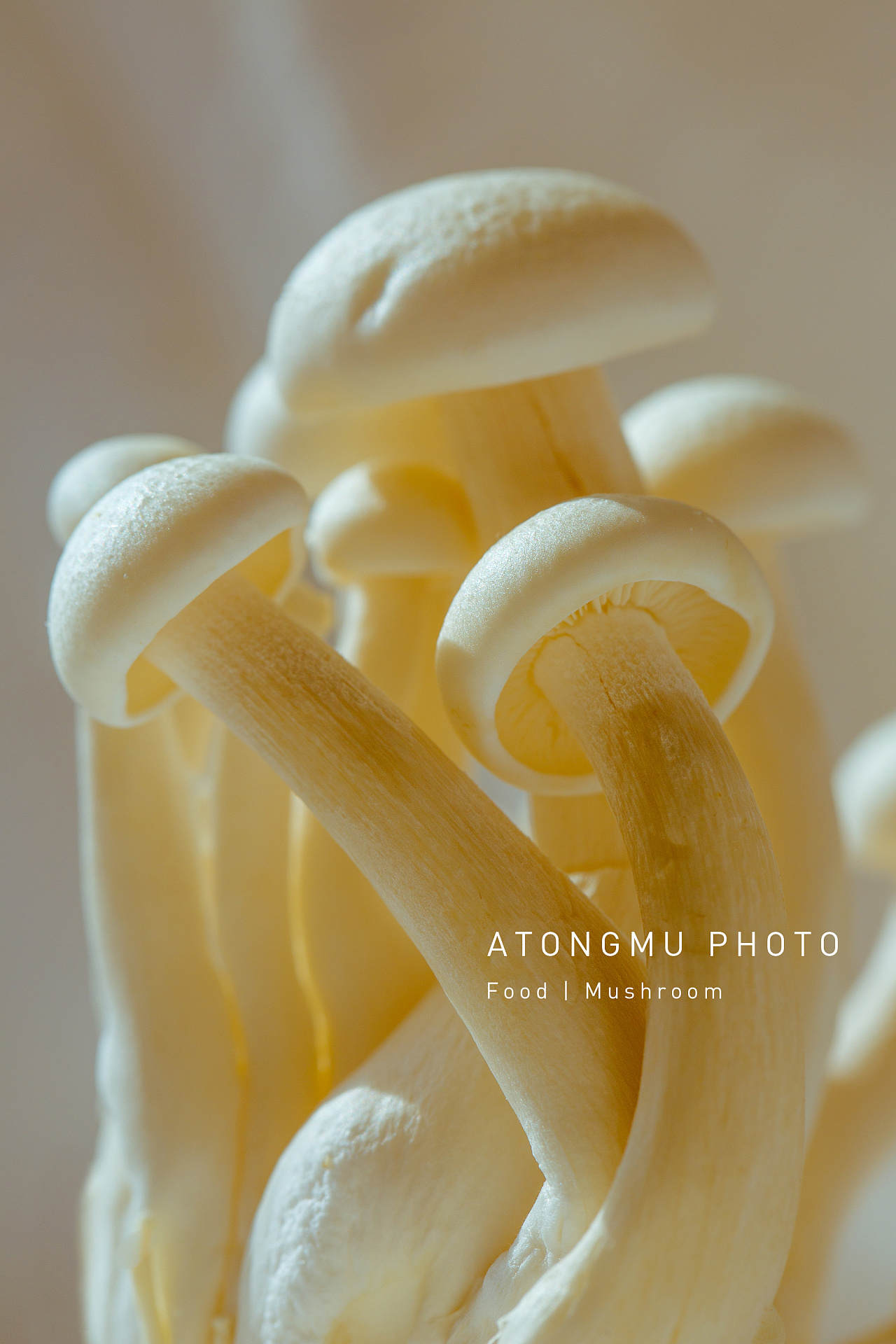 优美的白玉菇|摄影|静物|阿潼沐 - 原创作品 - 站酷 (ZCOOL)